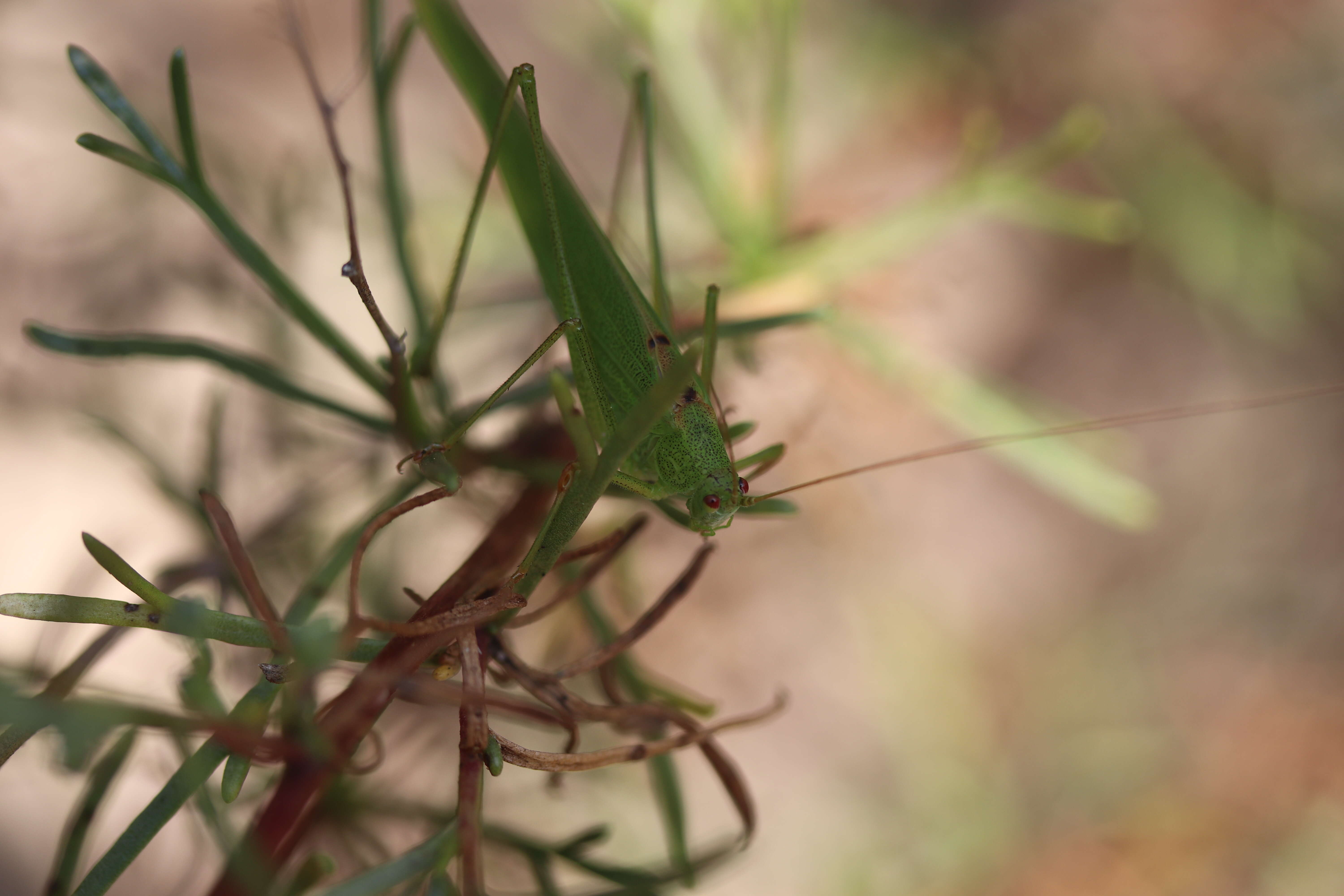 Image of sickle-bearing bush-cricket