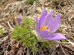 Image of European pasqueflower