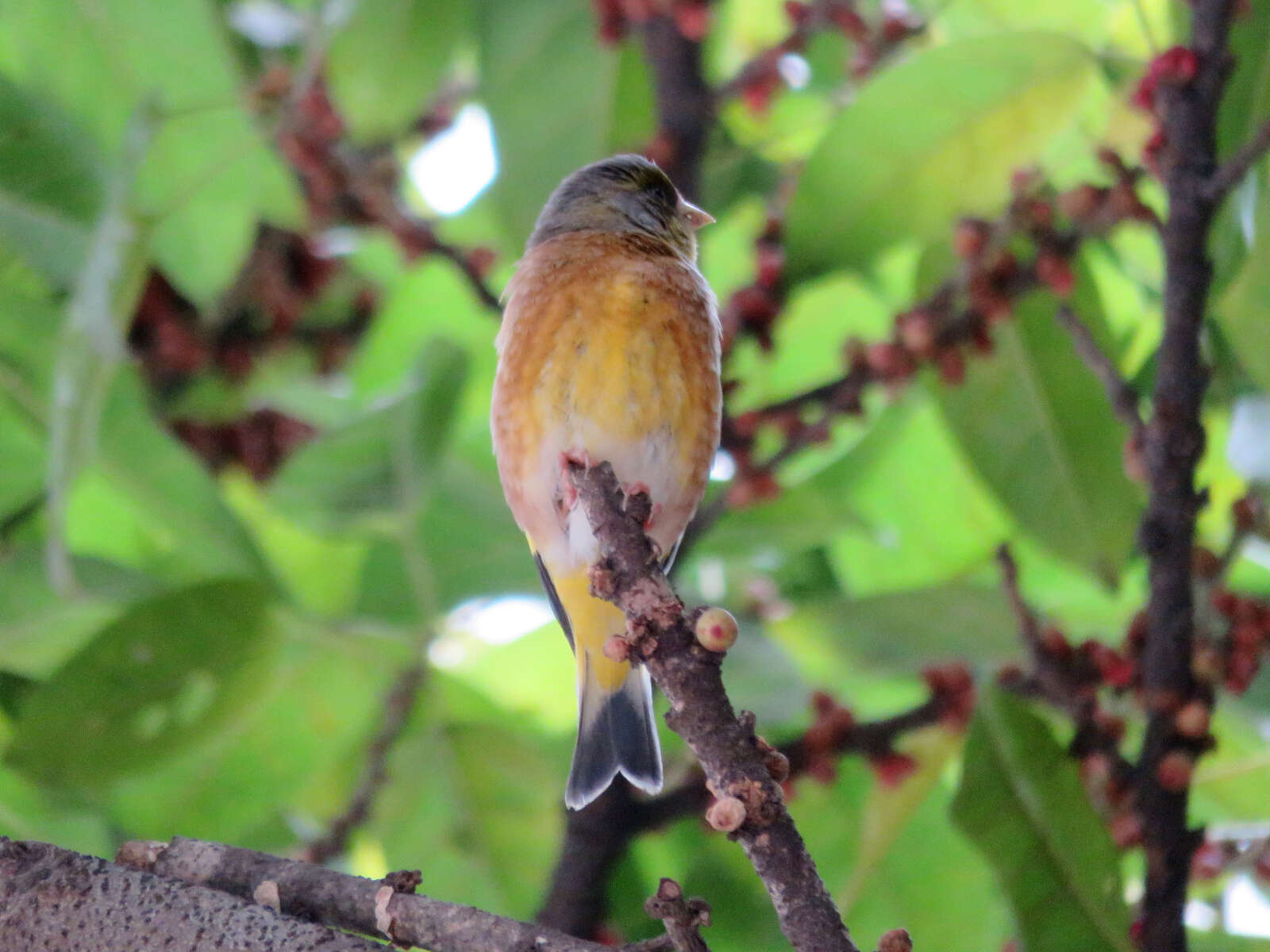 Image of Grey-capped Greenfinch