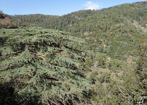 Image of Cyprus Cedar