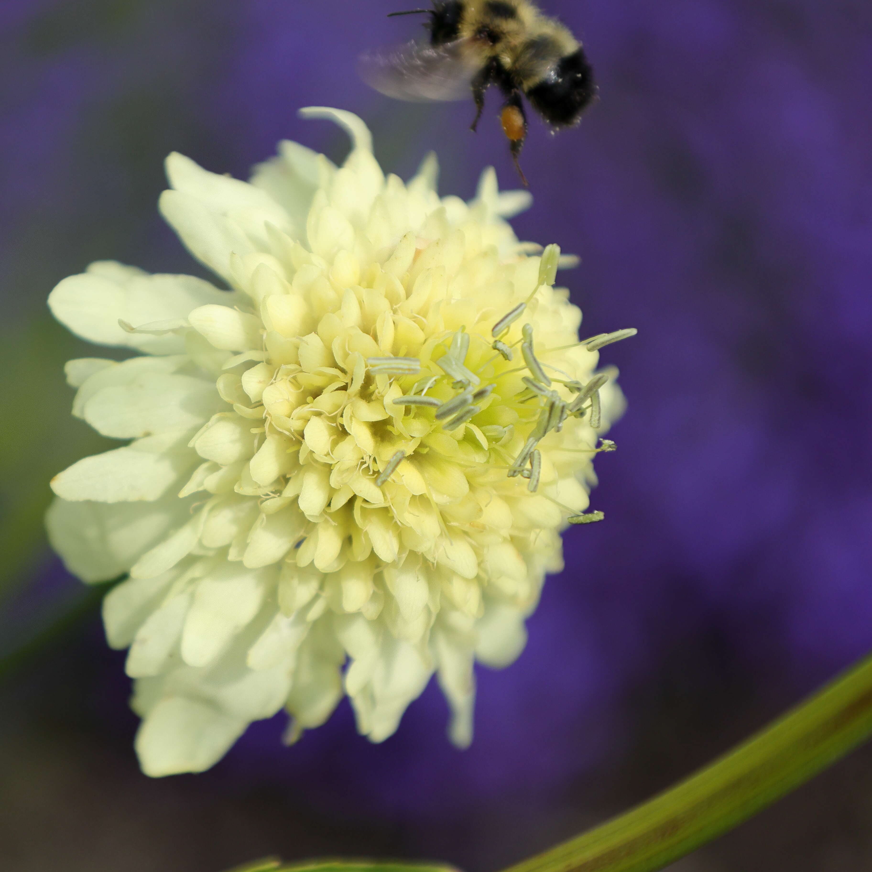 Image of Cephalaria alpina (L.) Schrad.