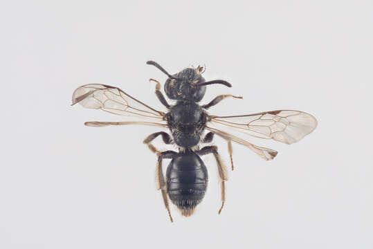 Image of Andrena semilaevis Pérez 1903