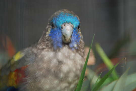 Image of Naretha Bluebonnet