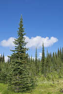 Image of Engelmann Spruce