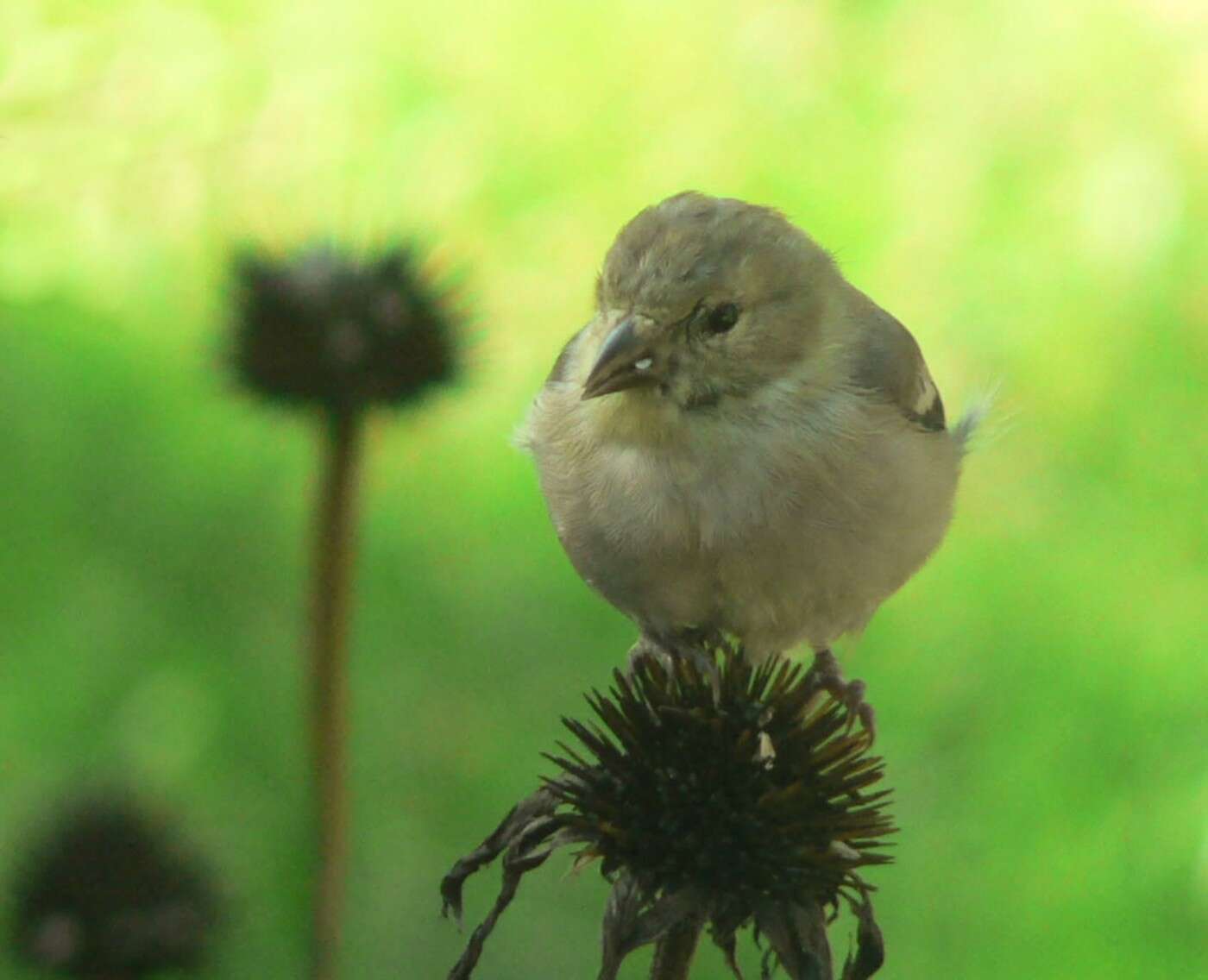 Image of American Goldfinch