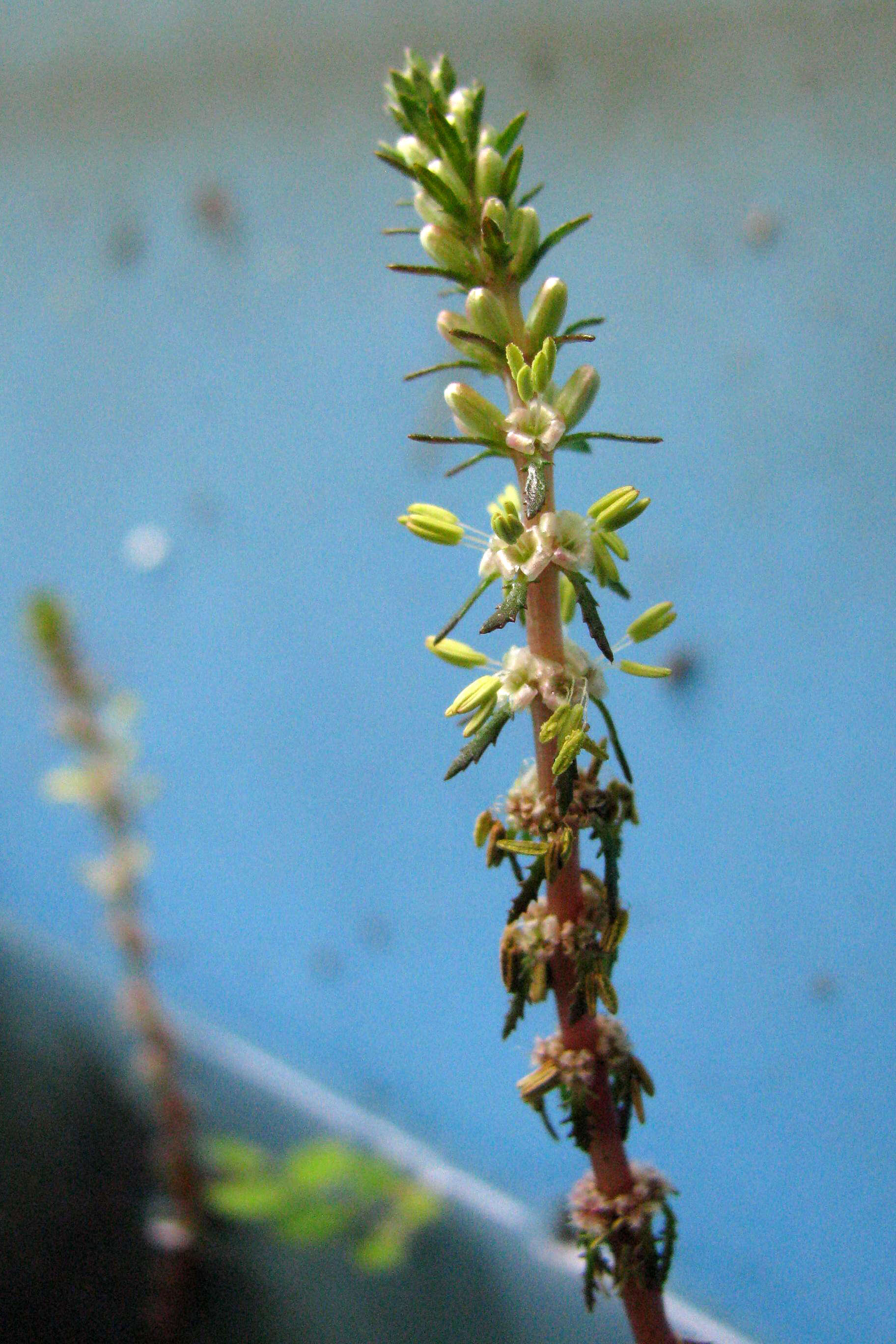 Image of twoleaf watermilfoil