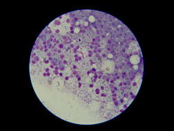 Image of Leishmania infantum
