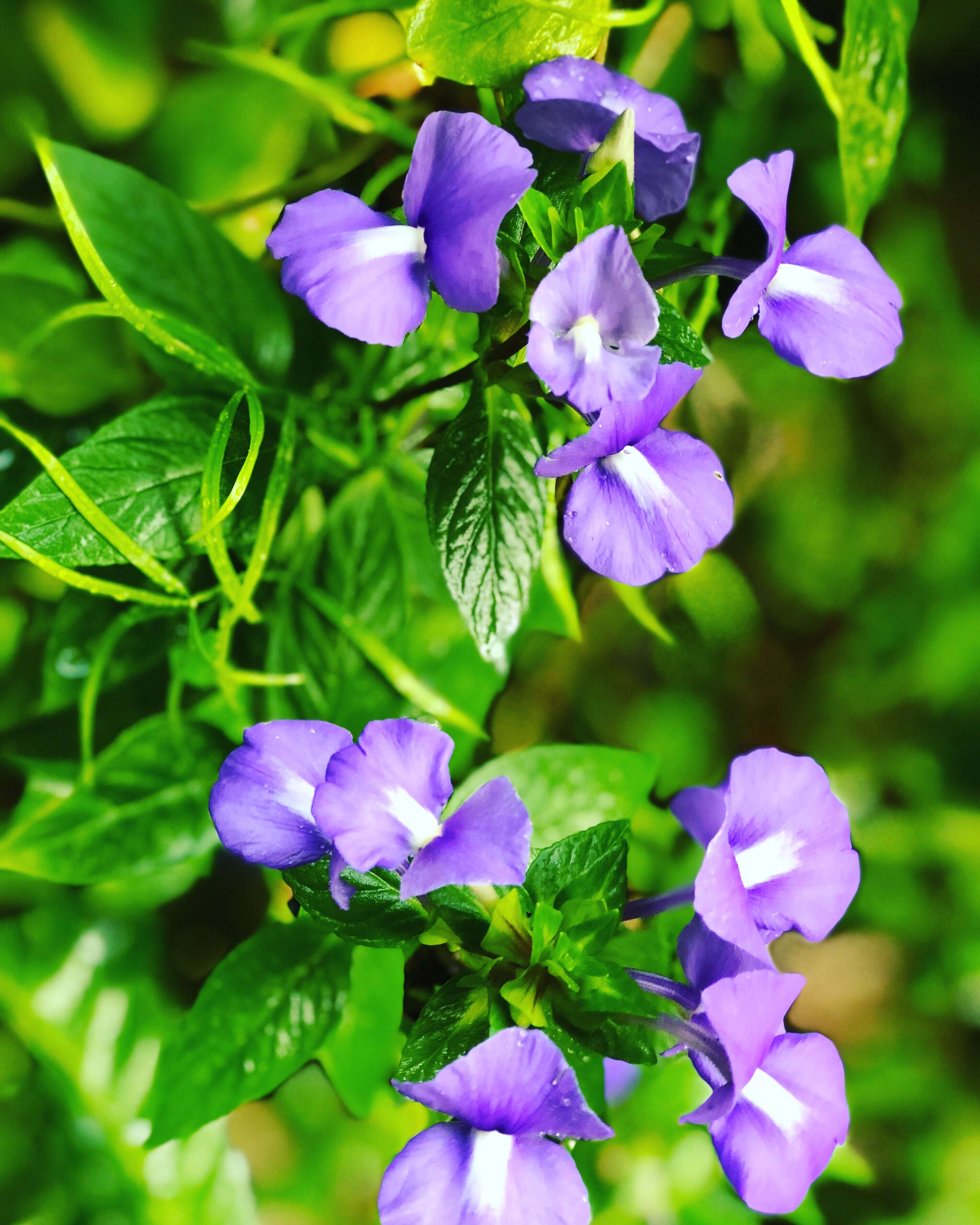 Plancia ëd Achetaria azurea (Linden) V. C. Souza