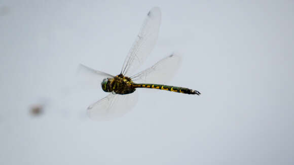 Image of Sentry Dragonfly