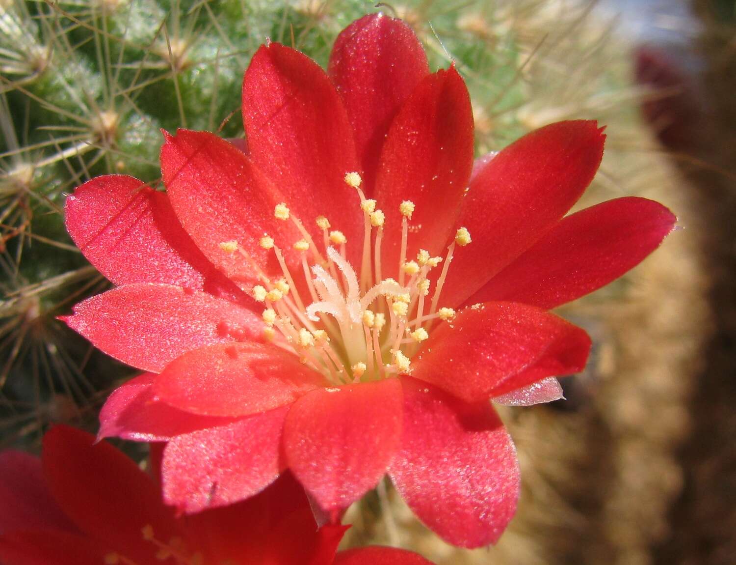 Image of Rebutia minuscula K. Schum.