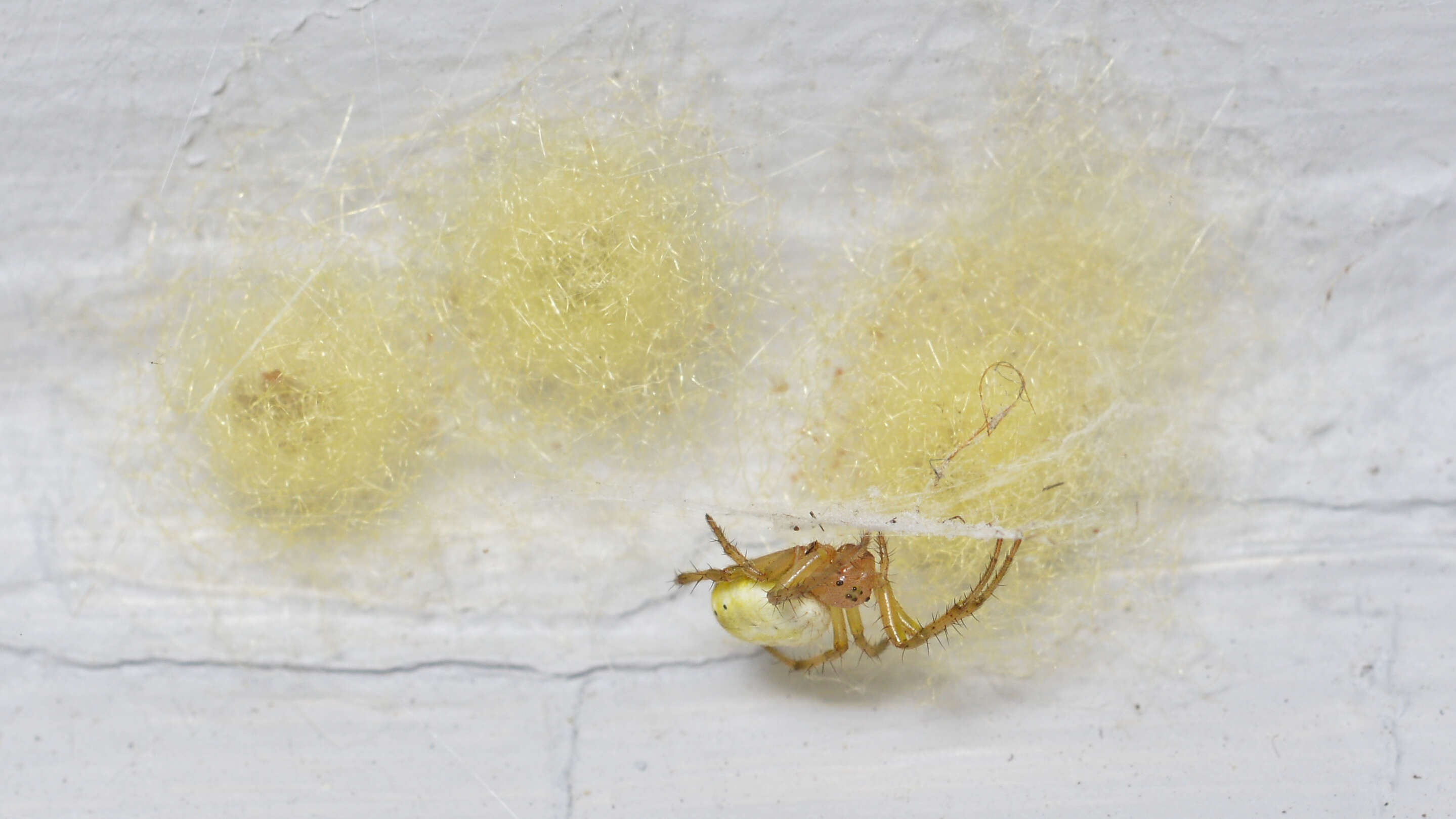 Image of Six-spotted Yellow Orbweaver