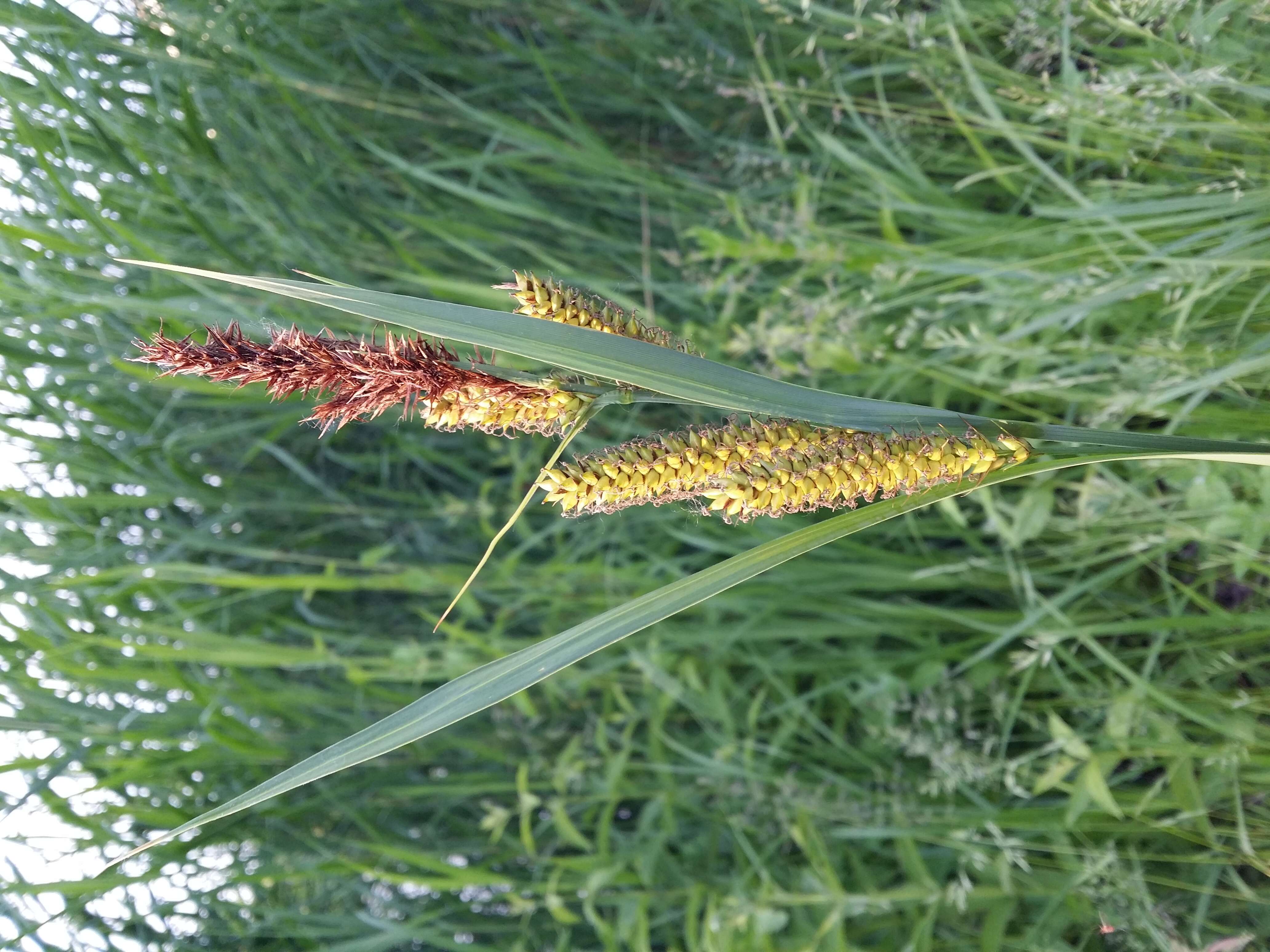 Image of Greater Pond-Sedge