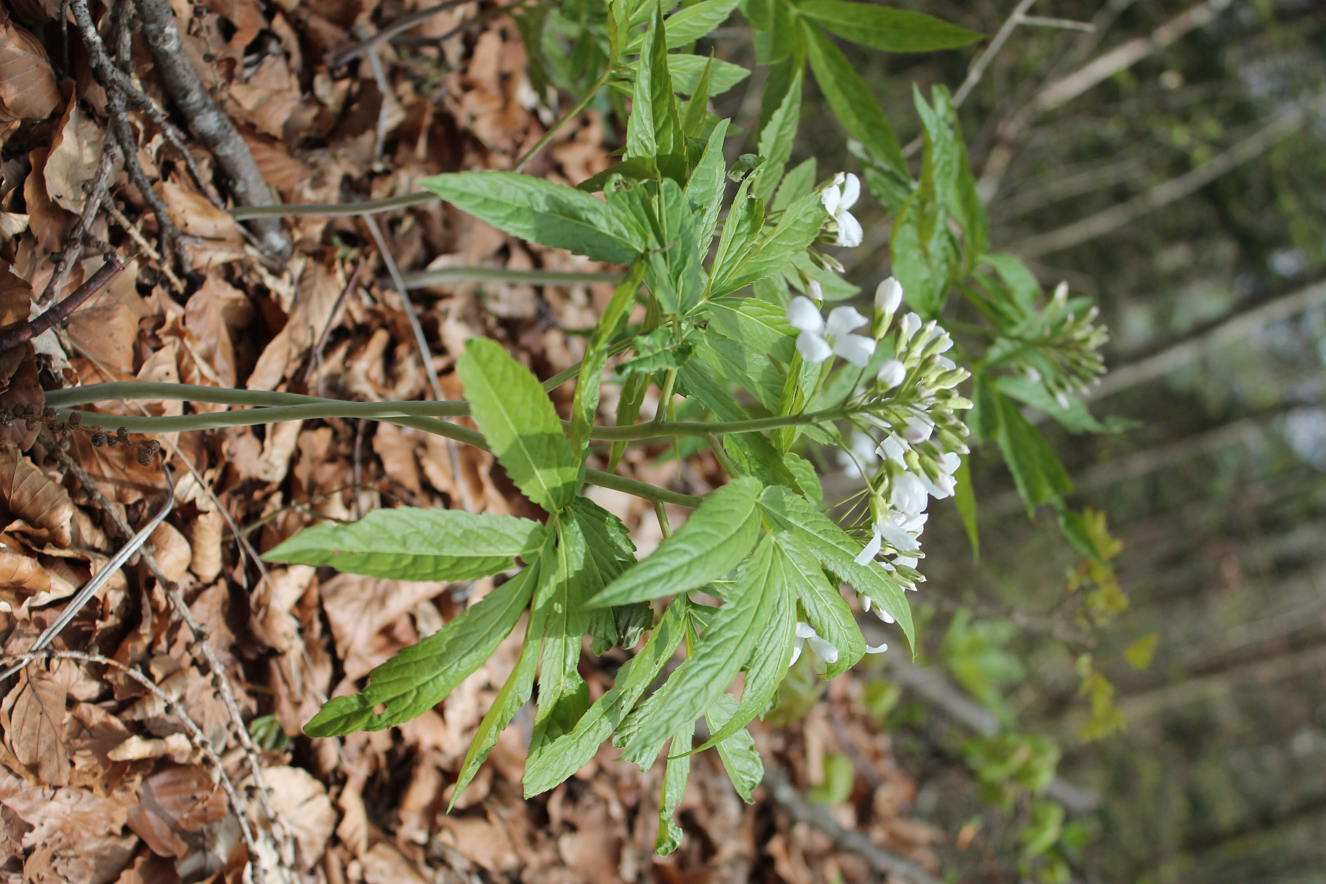 Image of Pinnate Coralroot