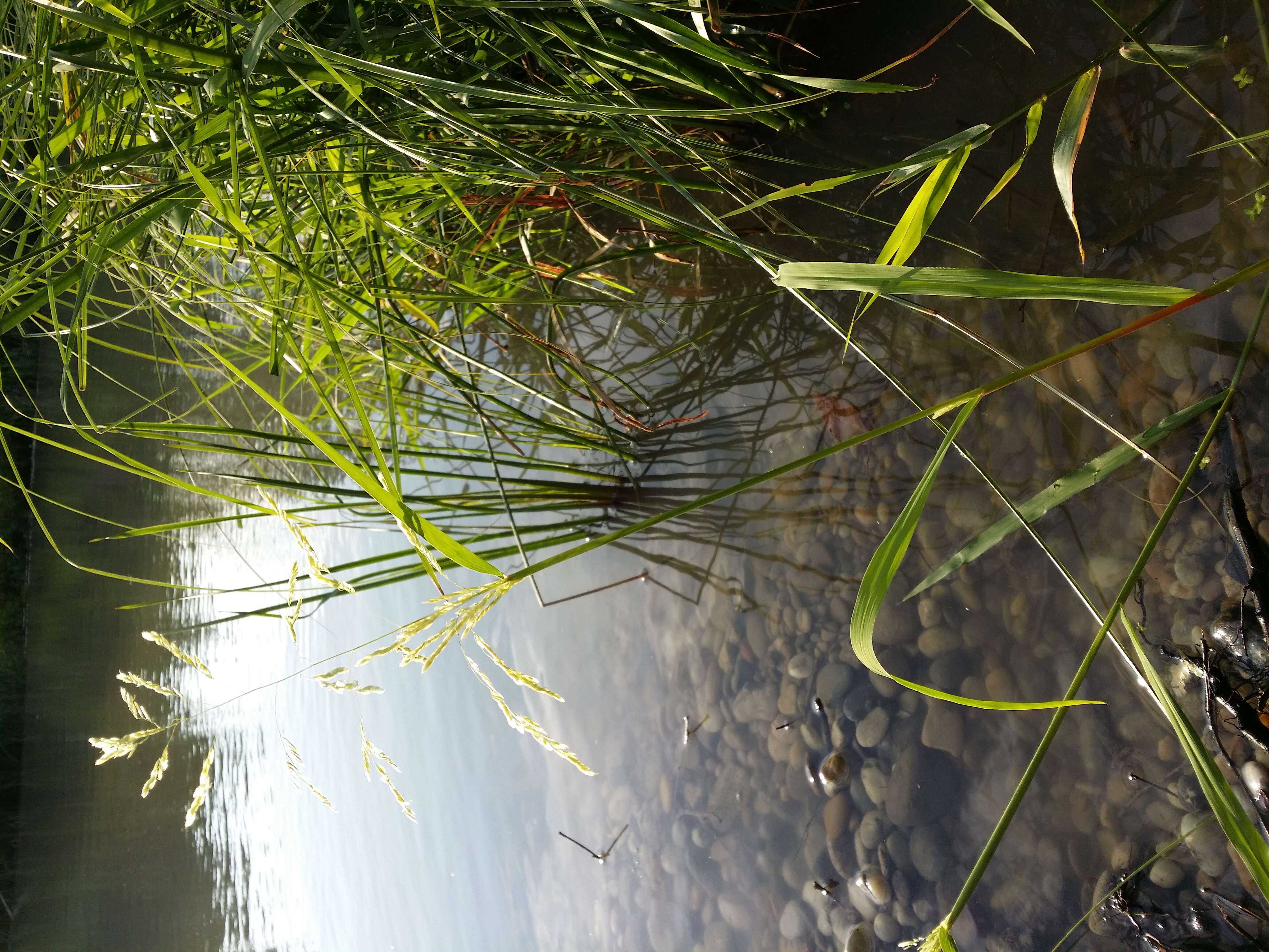 Image of Cut-grass