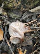 Image of ear fungus