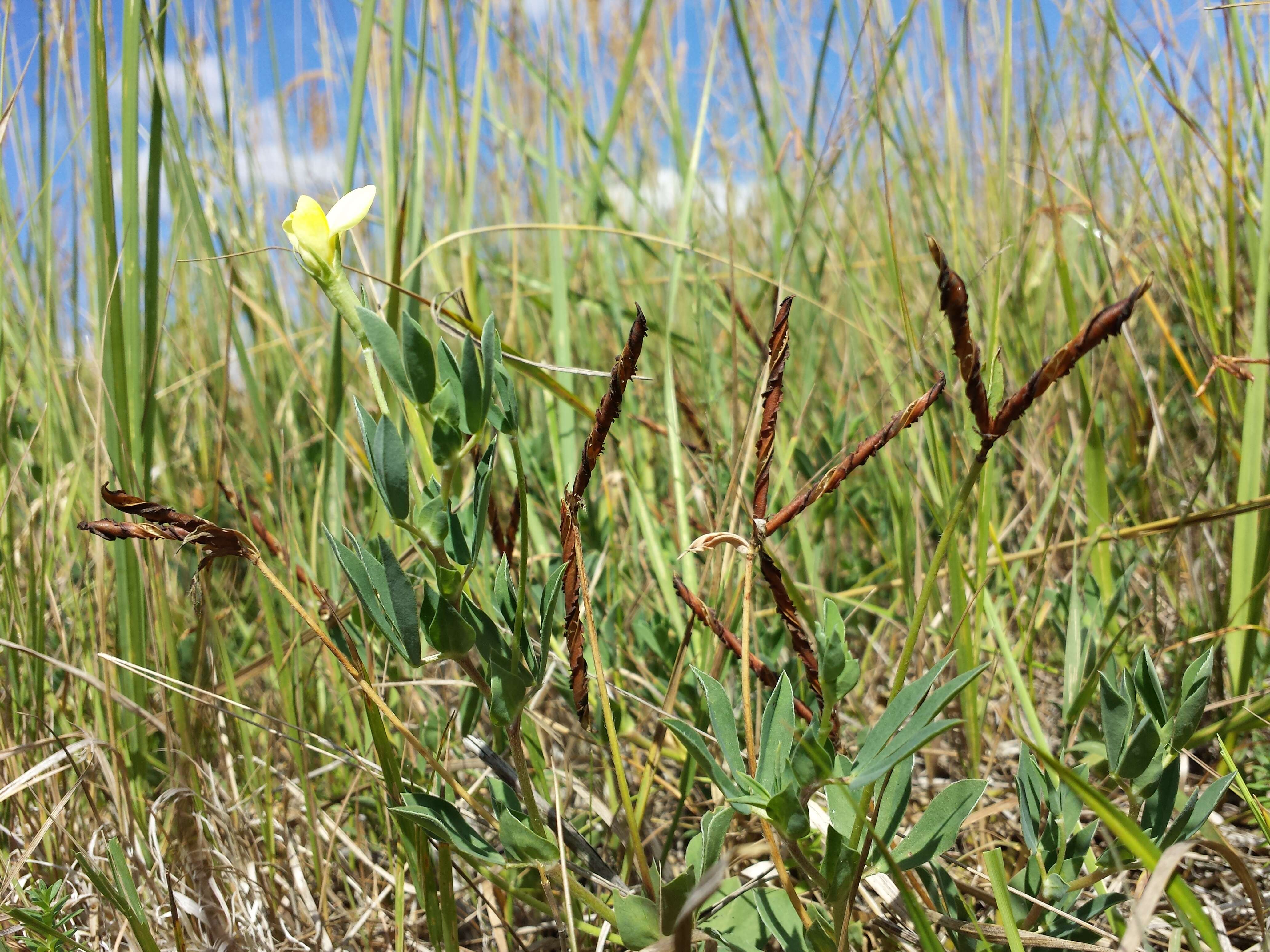 Image of Narrow-leaved Bird's-foot-trefoil