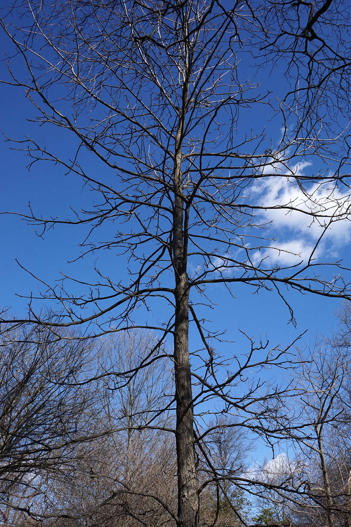 Image of shellbark hickory