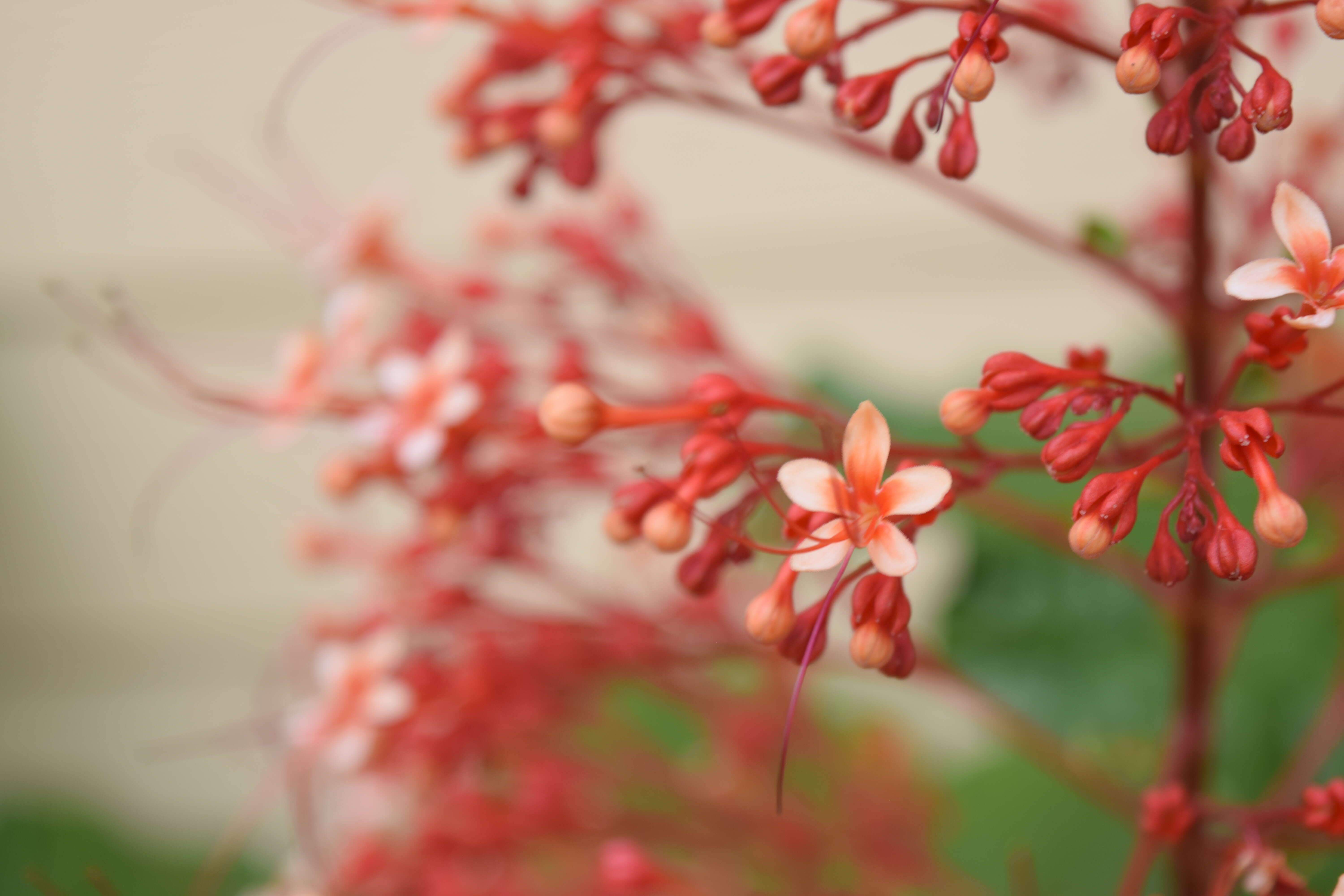 Imagem de Clerodendrum paniculatum L.