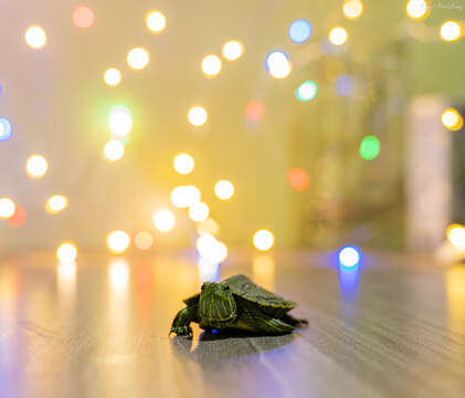 Image of slider turtle, red-eared terrapin, red-eared slider