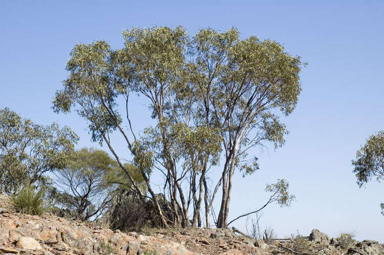 Image of Mallee Gum