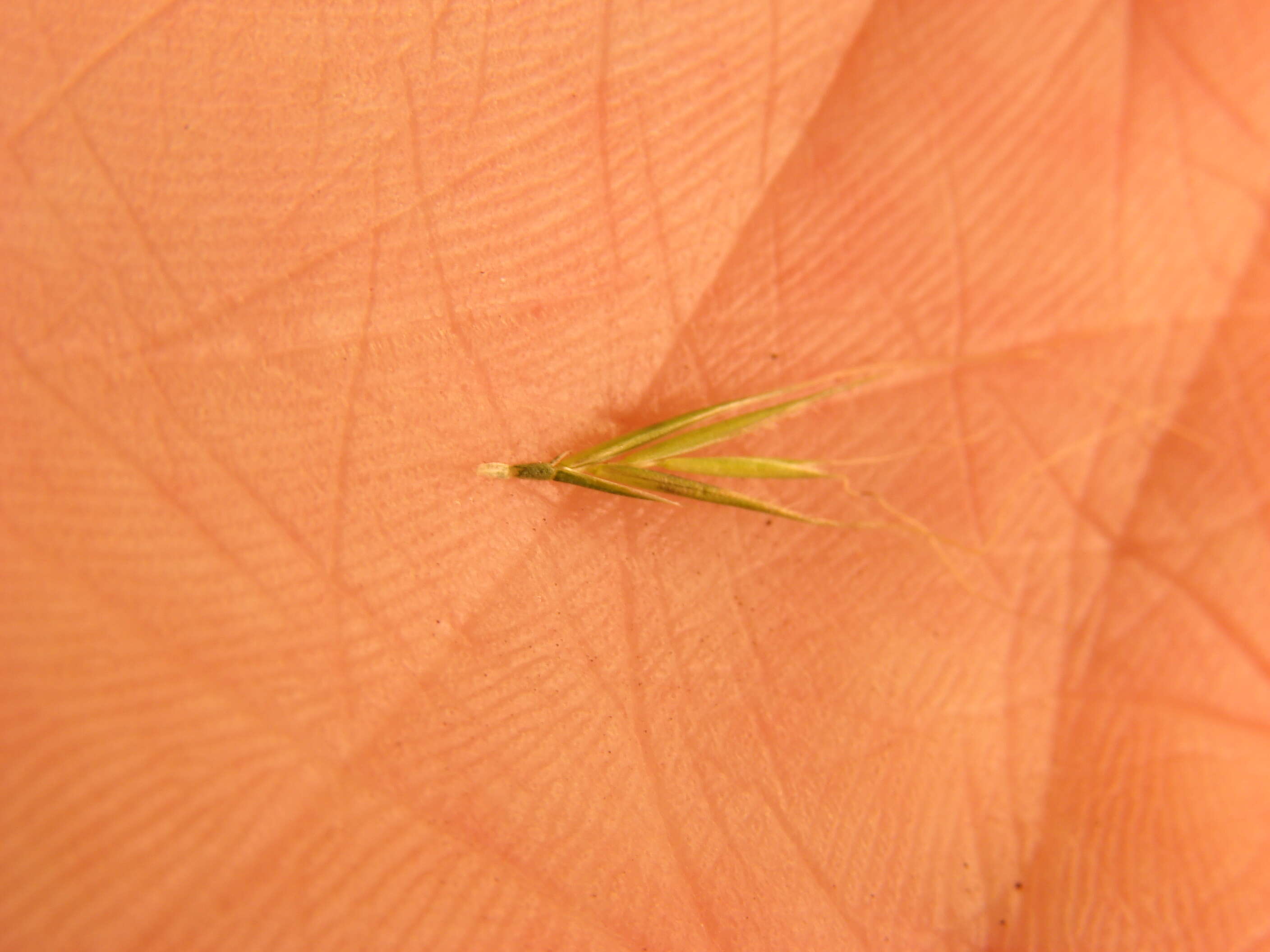 Image of rat's-tail fescue