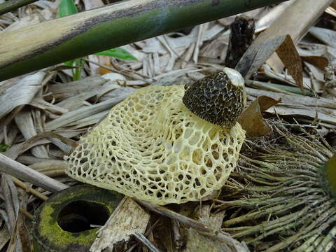 Image of Bridal veil stinkhorn