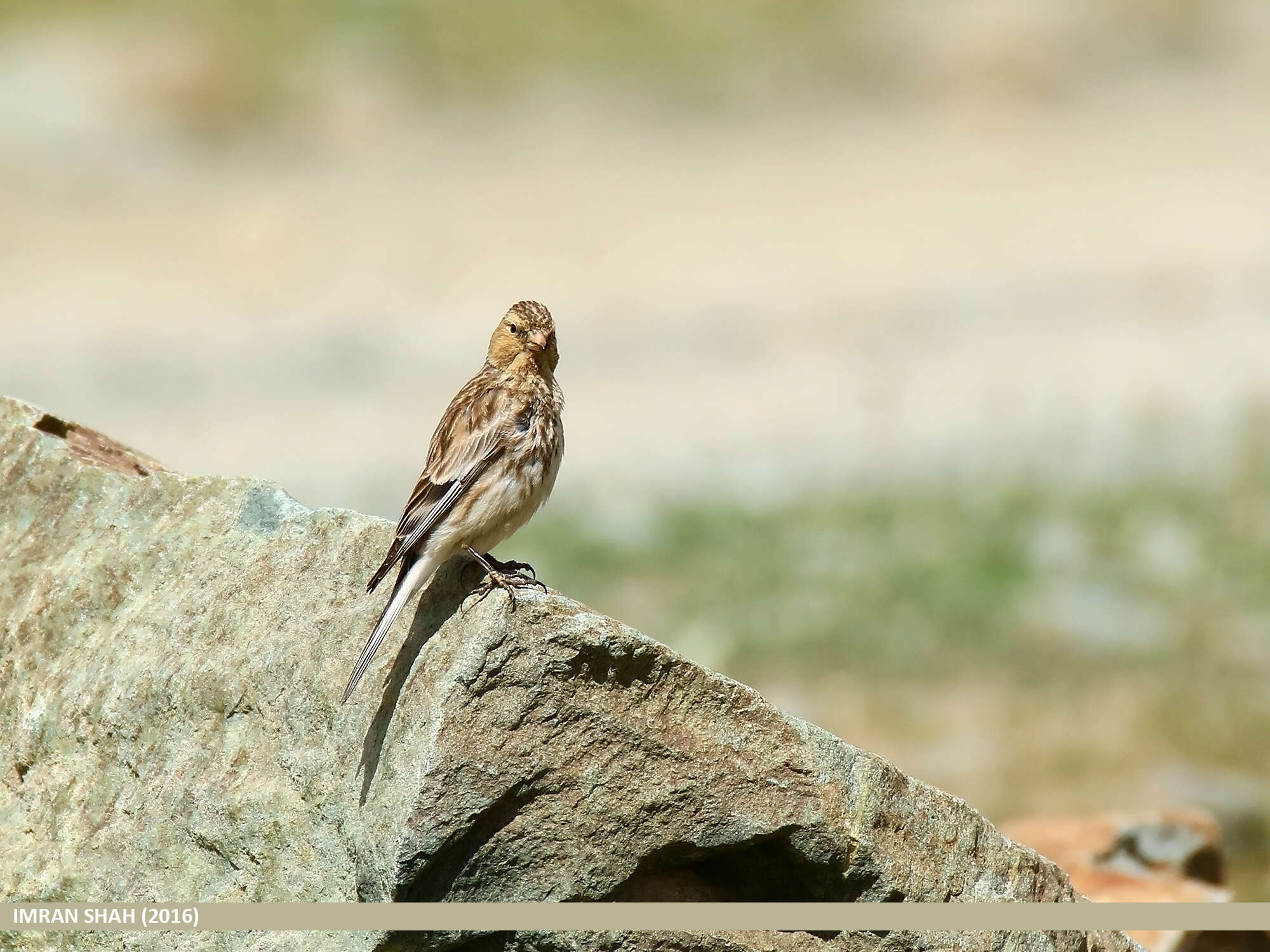 Image of Twite