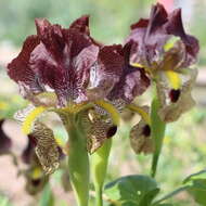 صورة Iris paradoxa Steven