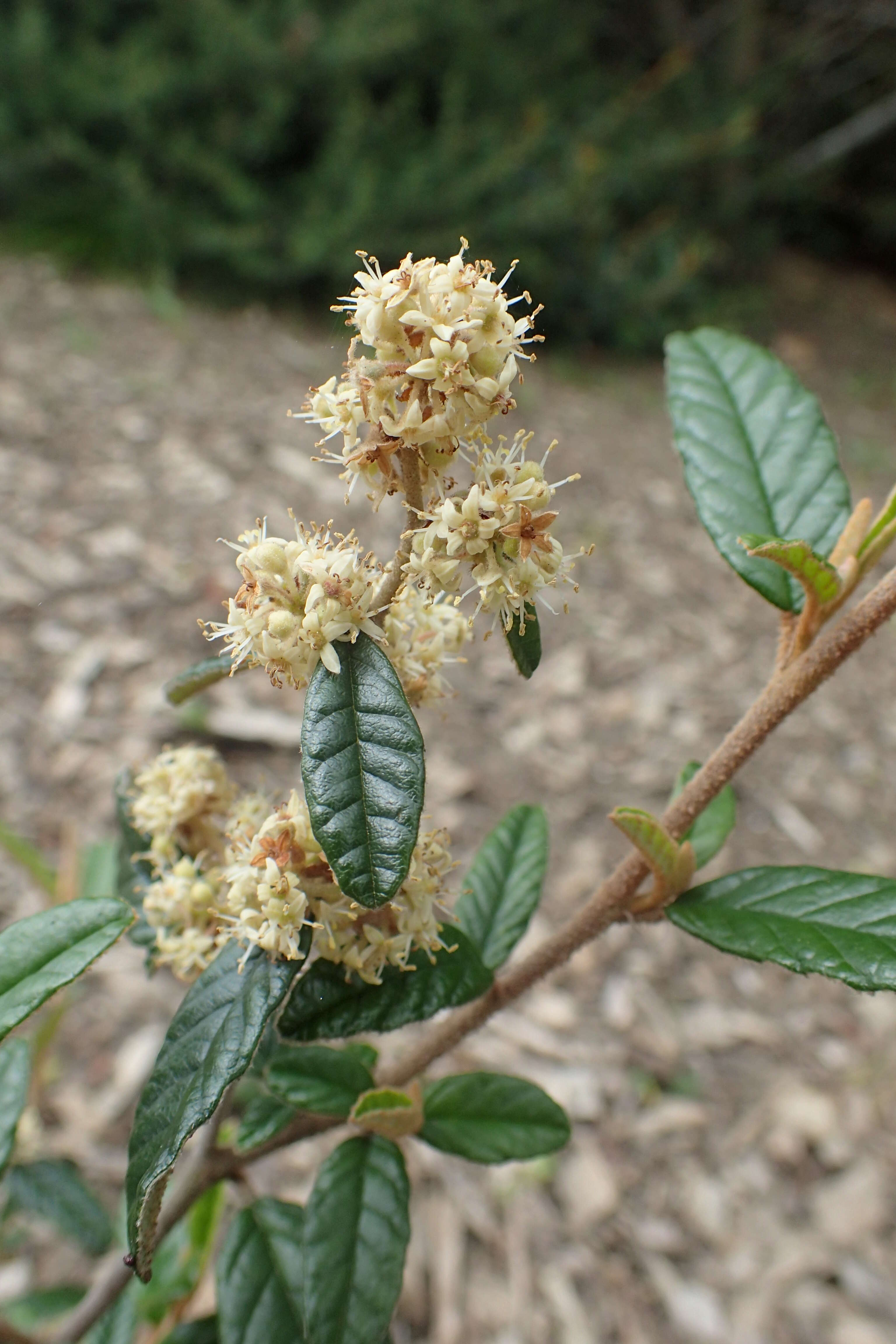 Image of Pomaderris rugosa Cheesem.