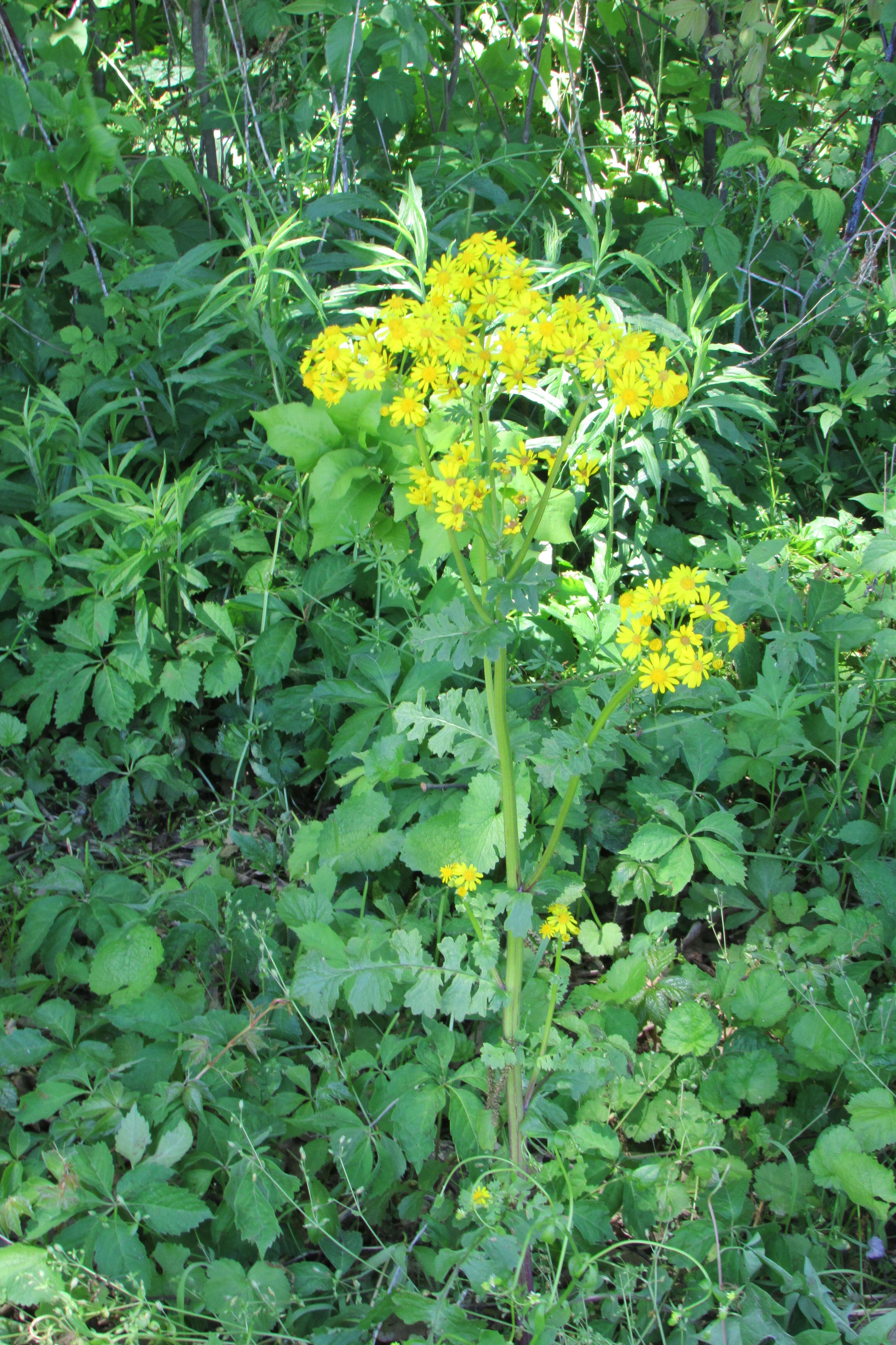 Image of golden ragwort