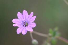 Image of hedgerow geranium