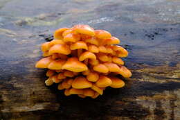 Plancia ëd Flammulina velutipes (Curtis) Singer 1951