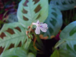 Image of prayerplant