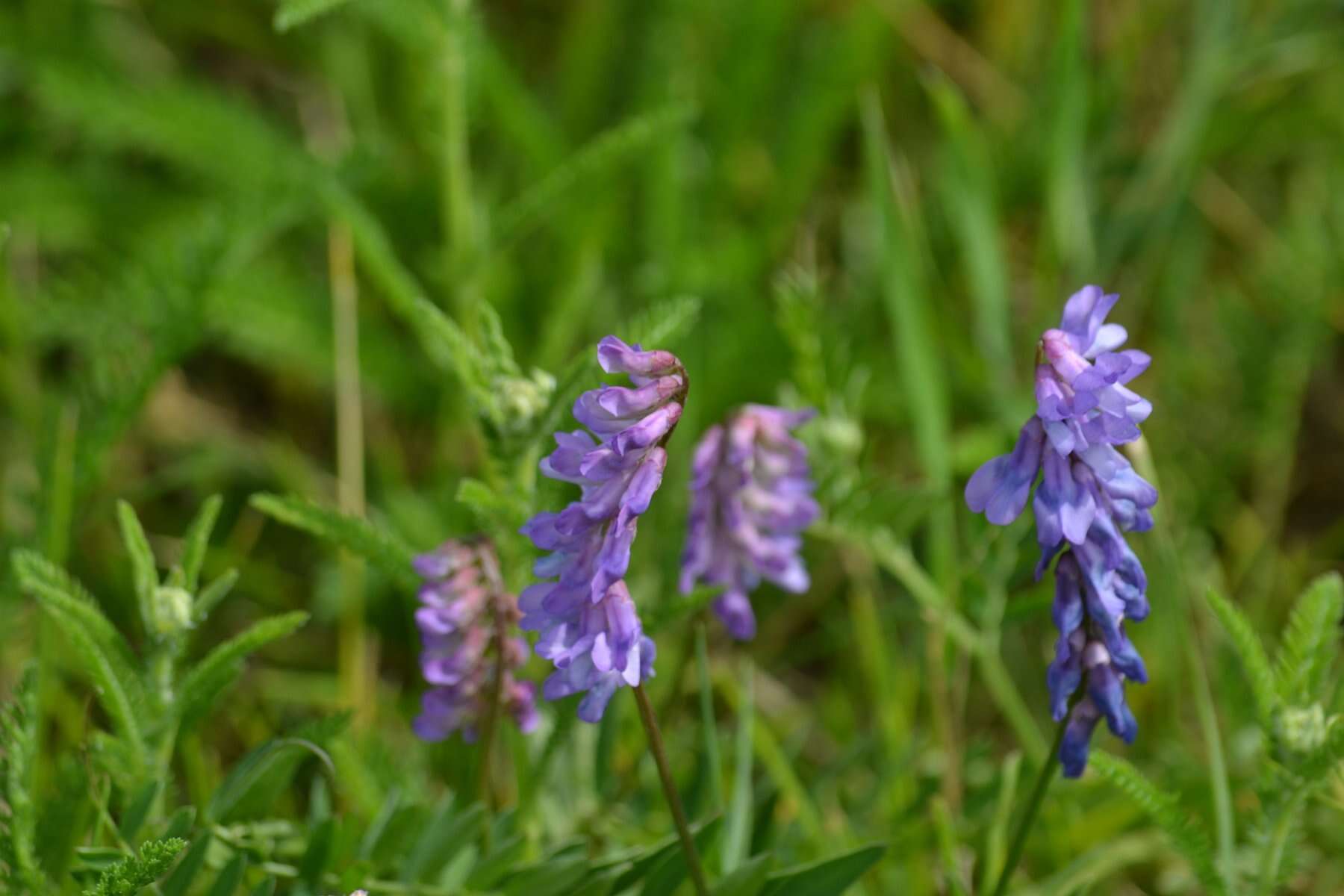 Image of bird vetch