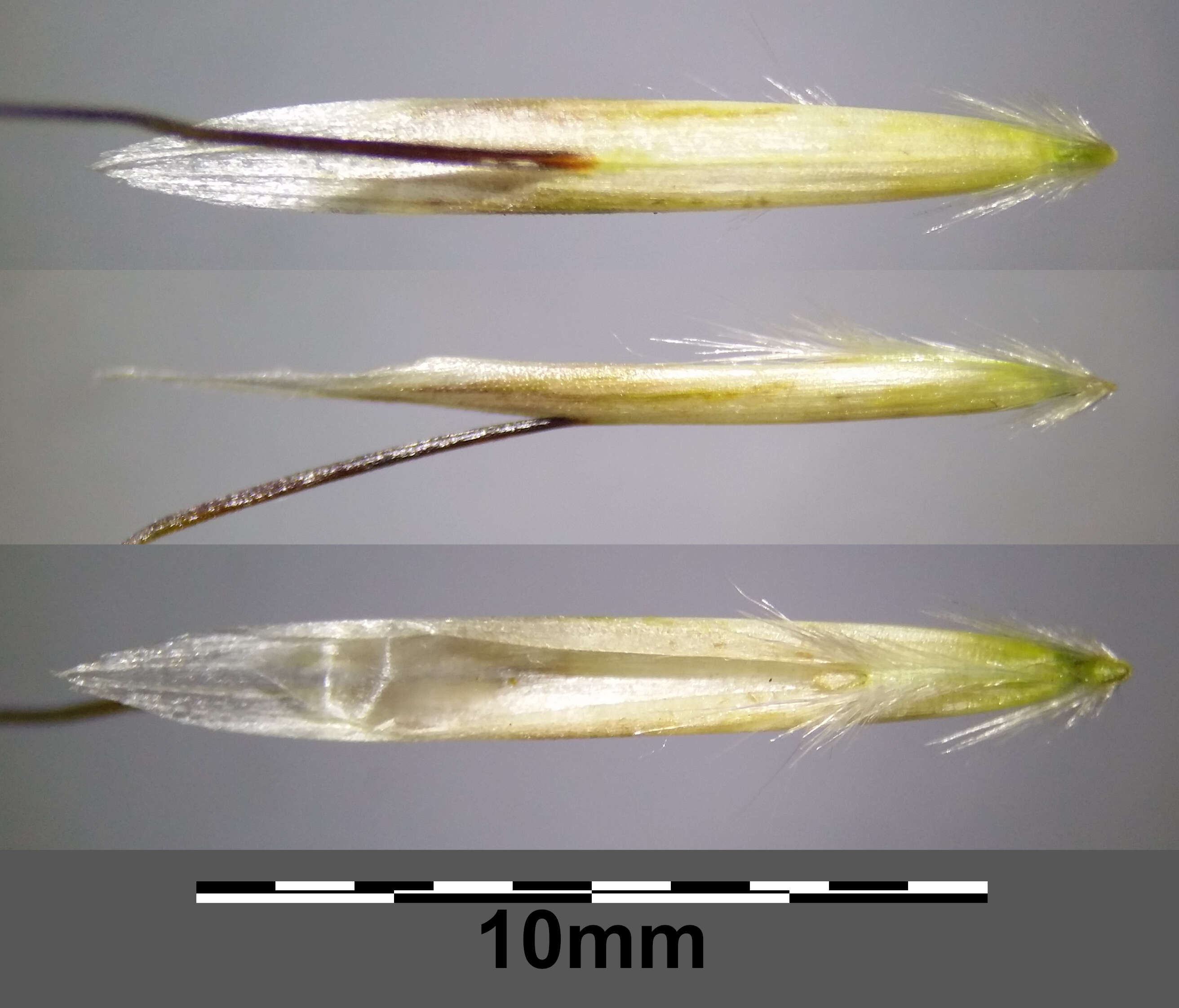 Plancia ëd Helictochloa pratensis (L.) Romero Zarco