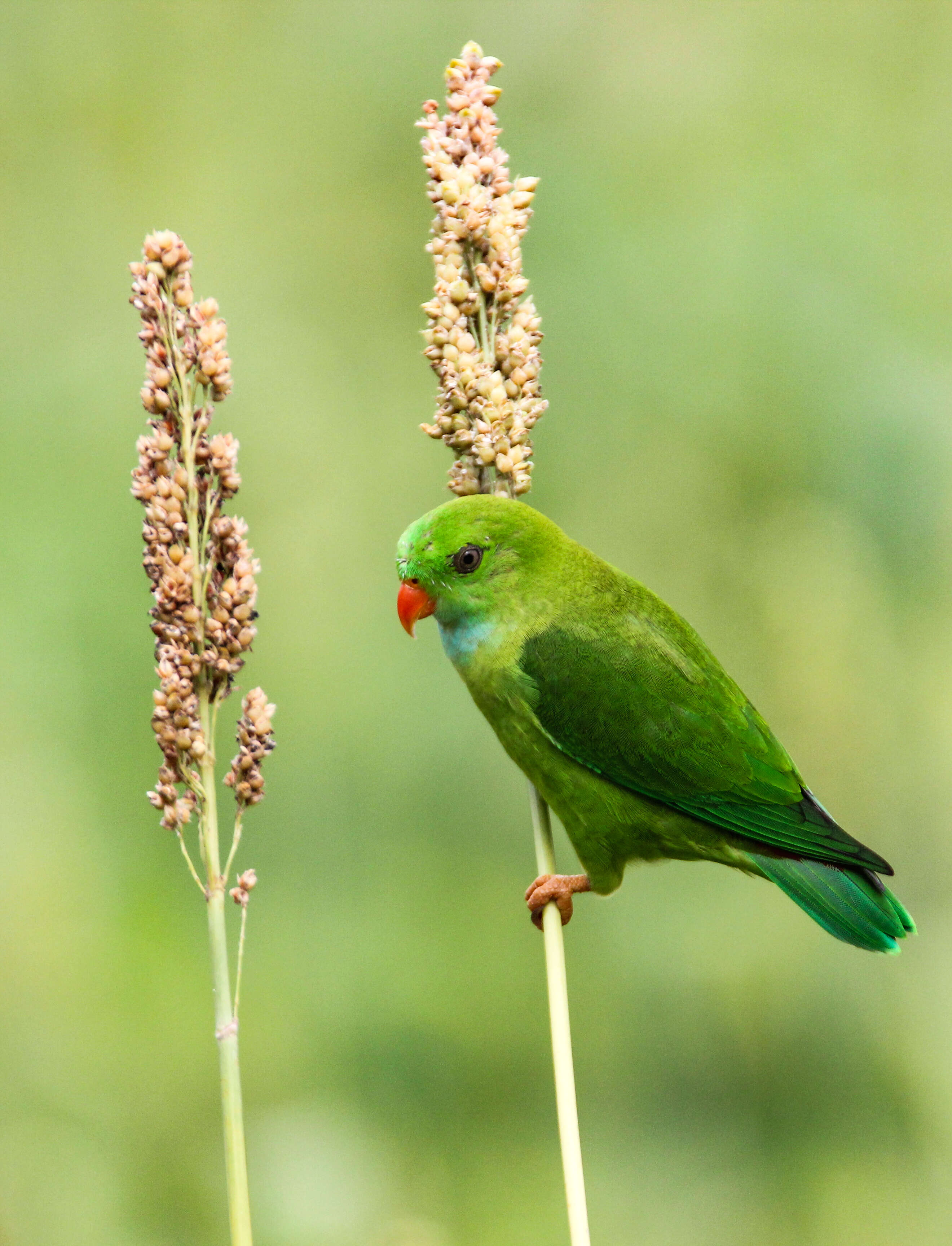 Image of Vernal Hanging Parrot