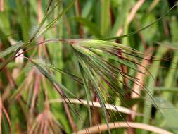 Image of Christmas grass