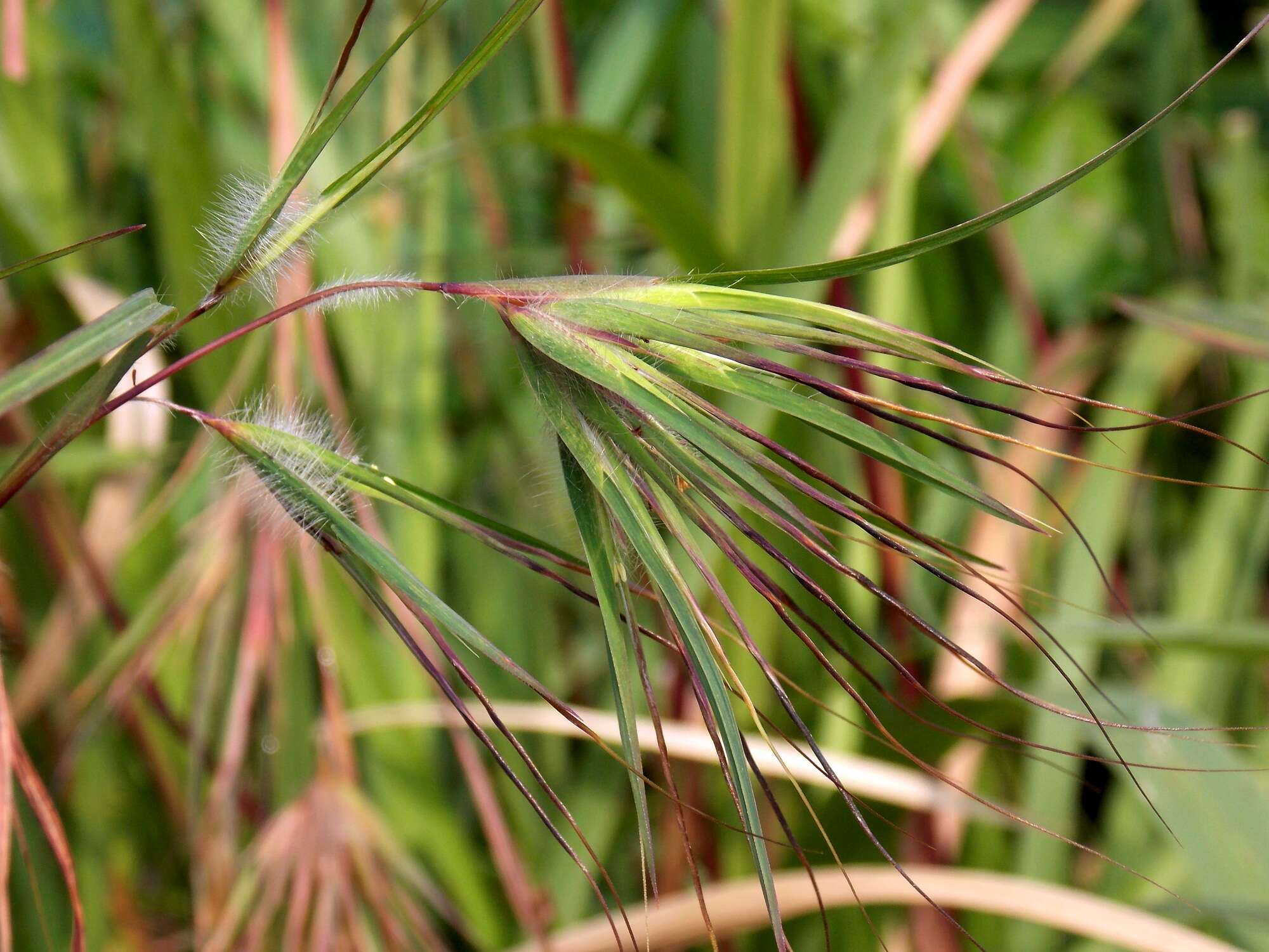 Image of Christmas grass