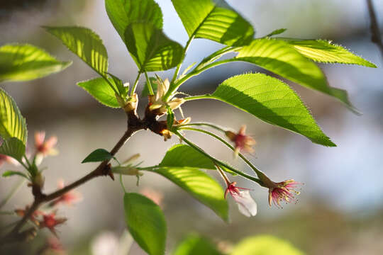 Image of hybrid cherry