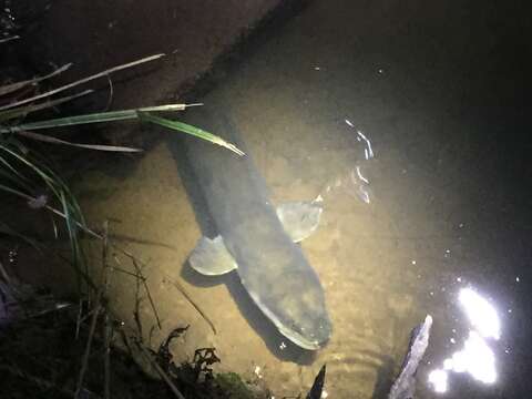 Image of Longfin eel