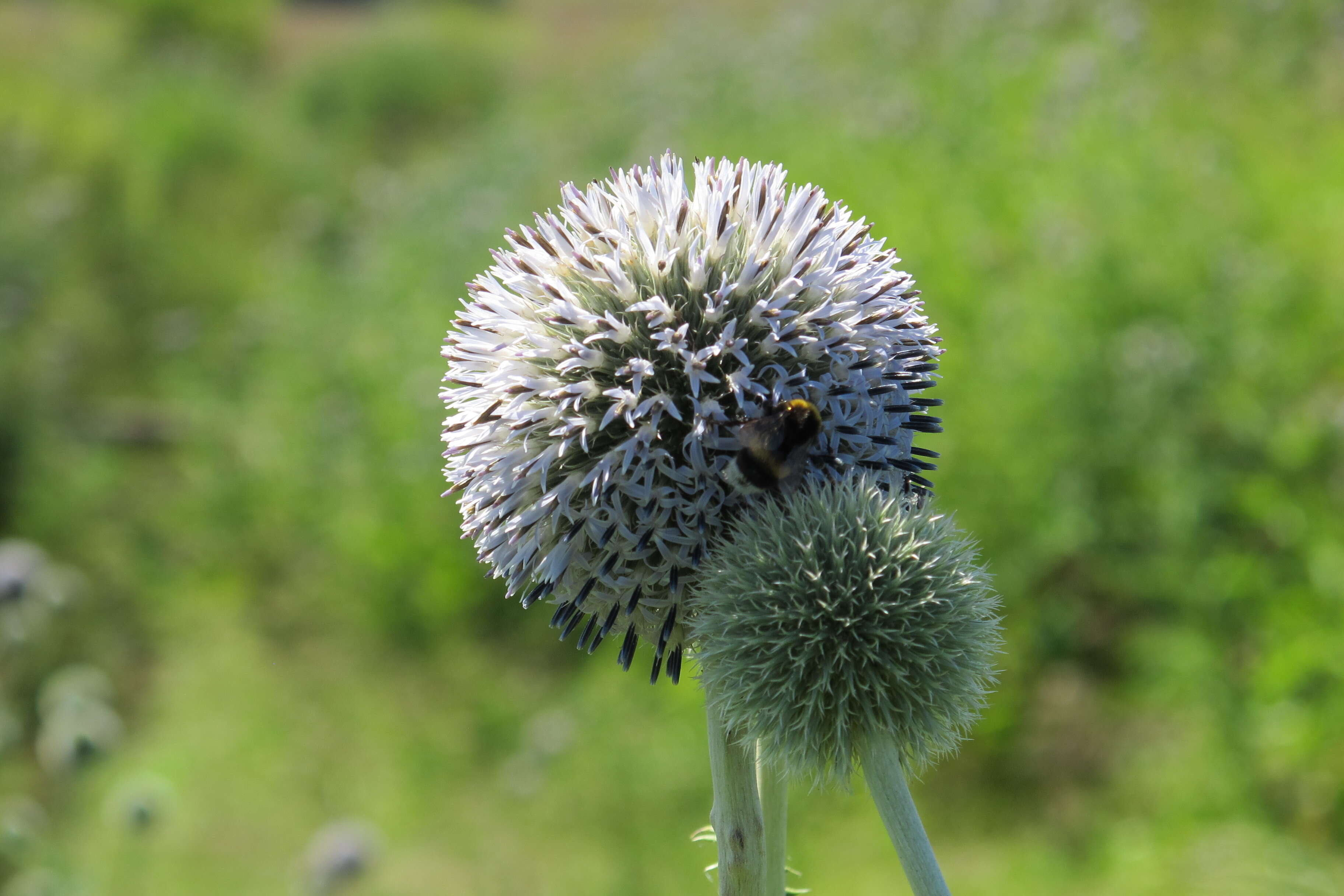 Image of tall globethistle