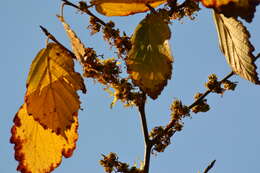 Imagem de Hamamelis virginiana L.