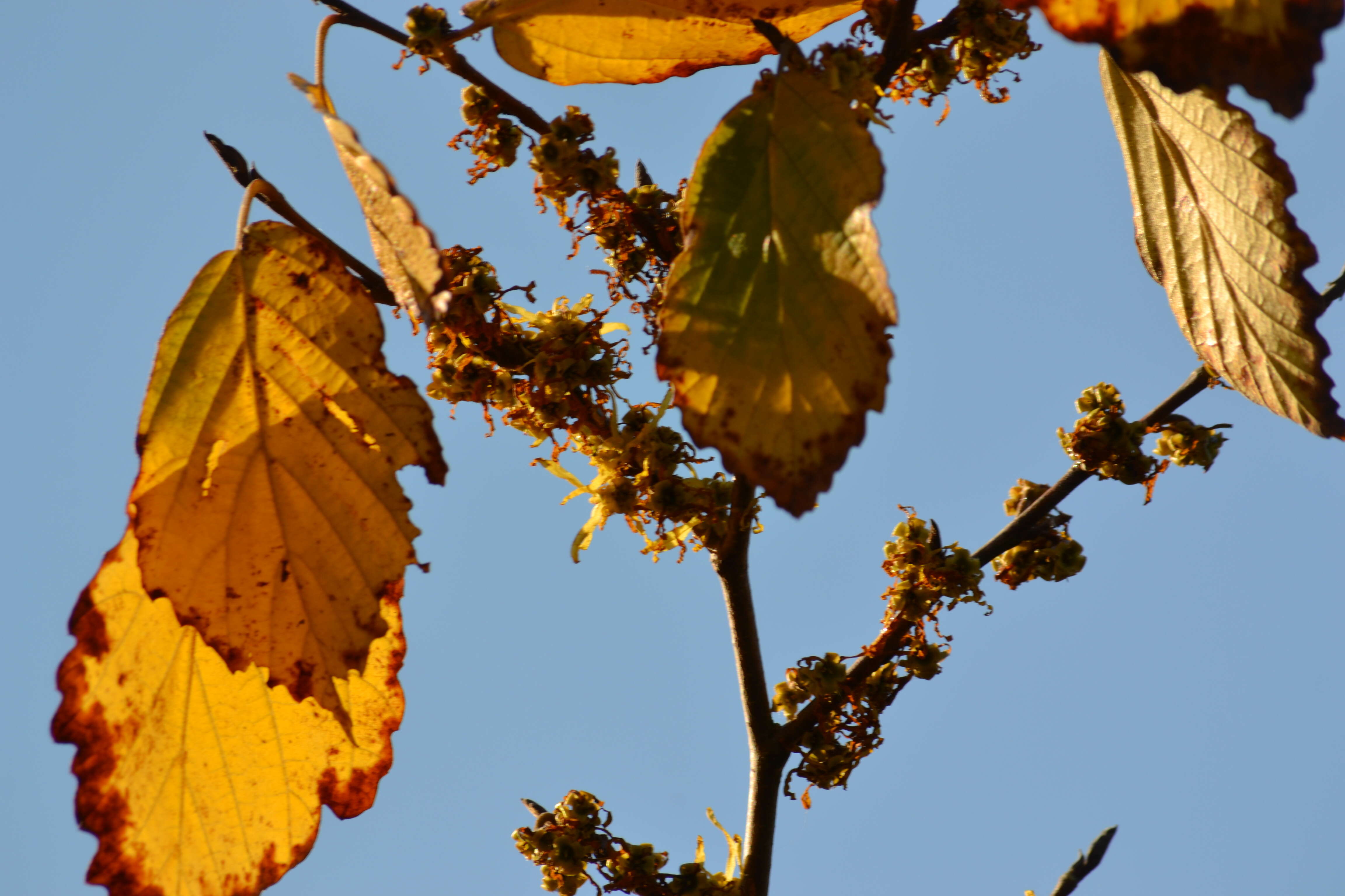 Imagem de Hamamelis virginiana L.