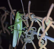 Image of Great green bushcricket