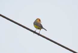 Image of Brown-headed Bunting