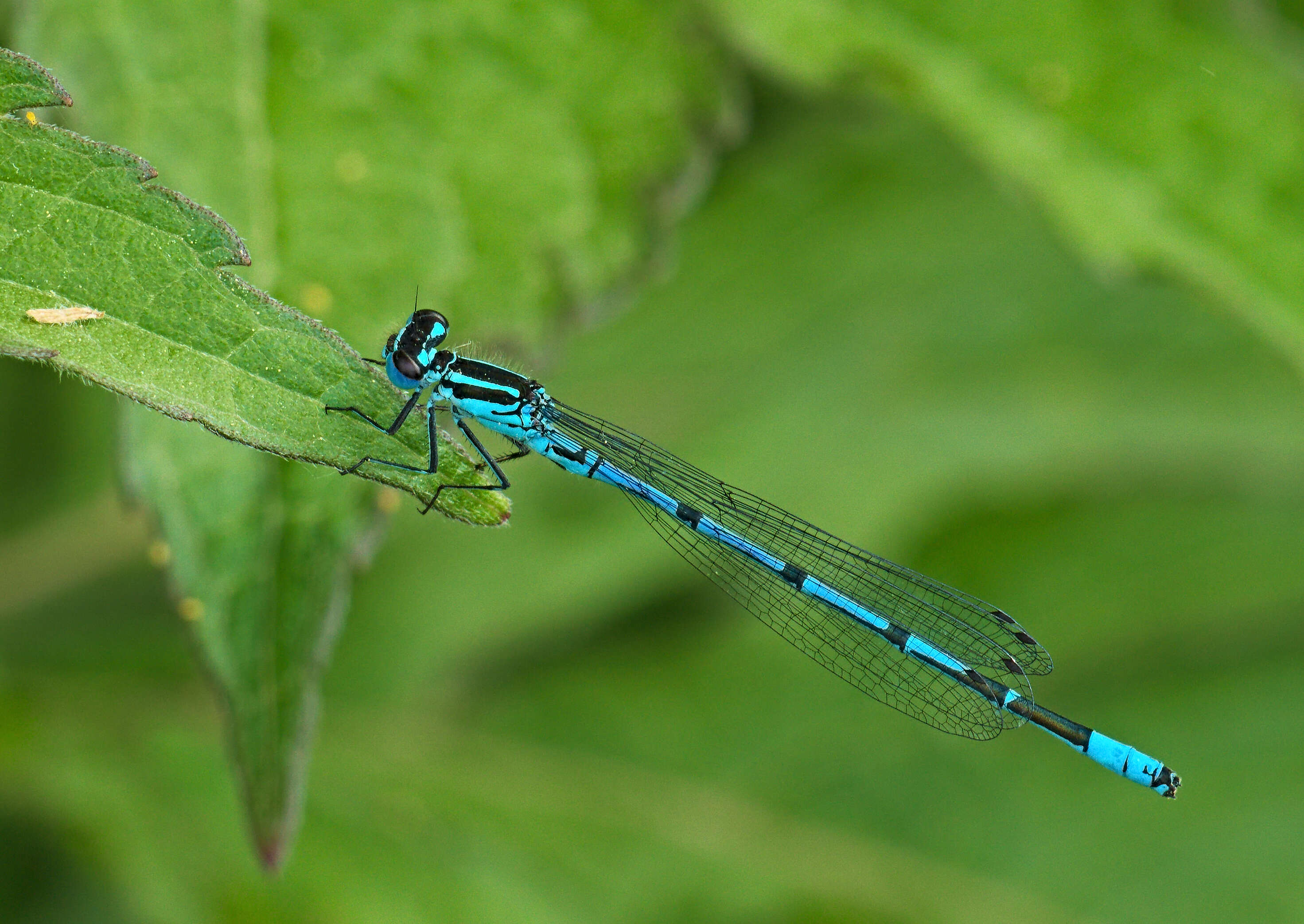 Image of Azure Bluet