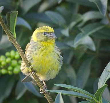 Image of serin, european serin