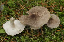 Image of Tricholoma scalpturatum (Fr.) Quél. 1872