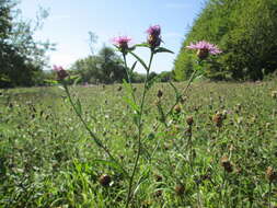 Image of brown knapweed