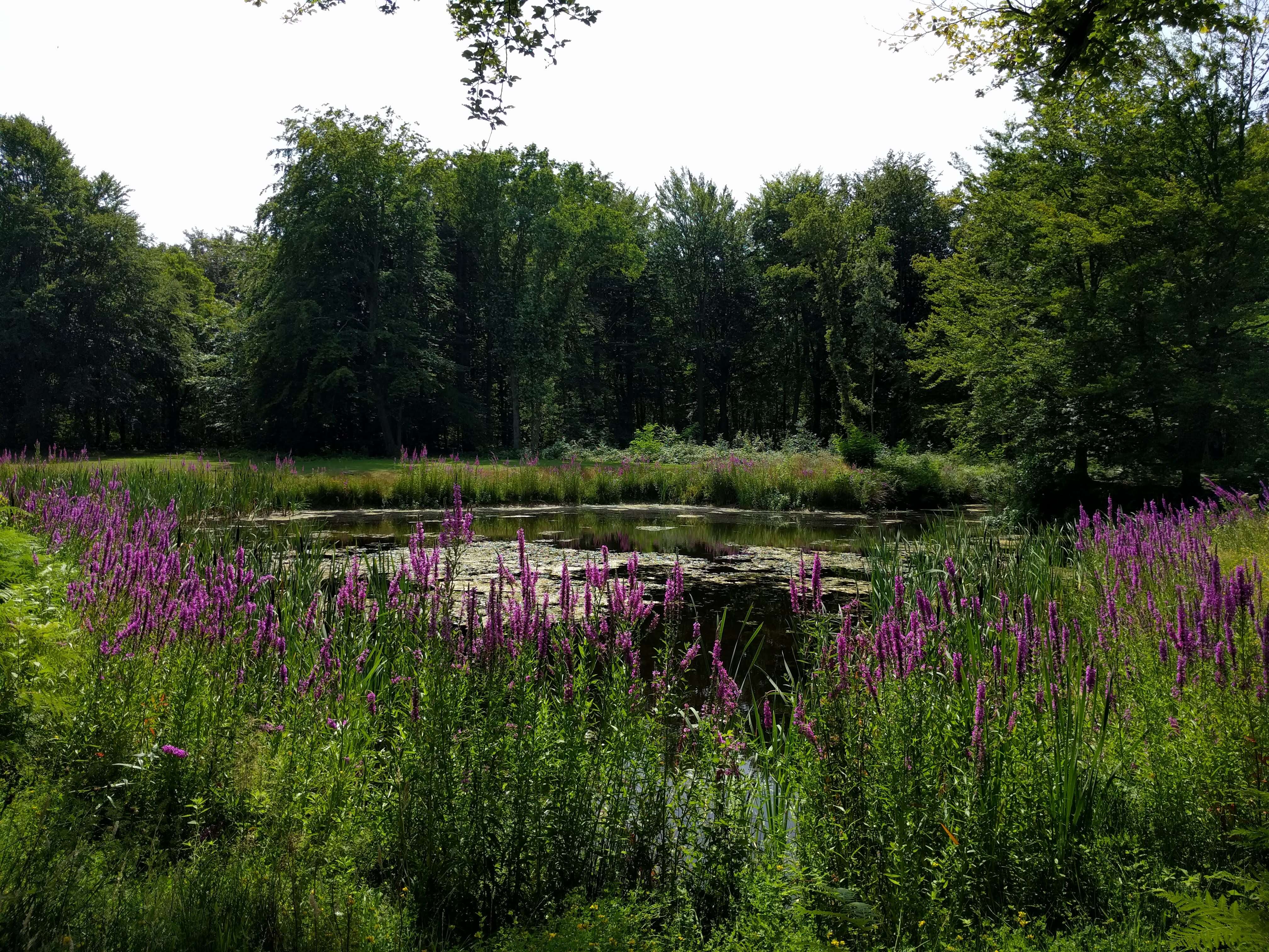 Image of Purple Loosestrife